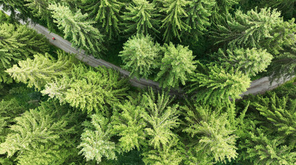 Drohnenaufnahme von einem grünen Wald mit Weg und einer Frau in Bayern