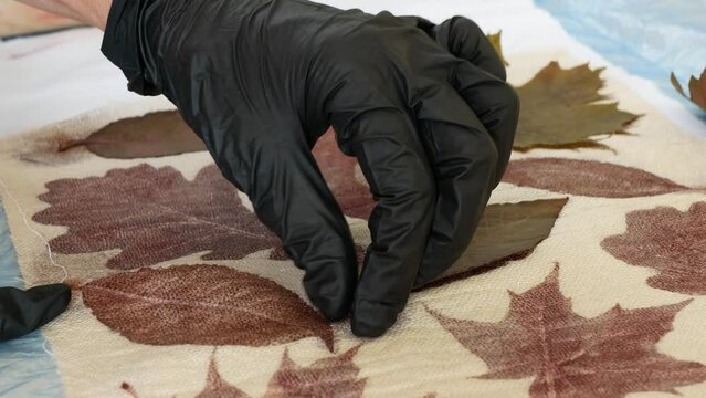 Hands in black nitrile gloves remove leaves from the fabric, traces of dyeing remain, selective focus. Process of eco, botanical or natural printing