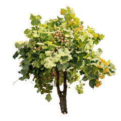 Mulberry tree in the yard transparent background
