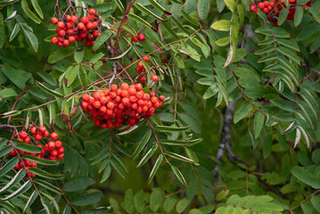 red rowan (Sorbus aucuparia) berries