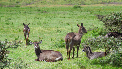 Waterbuck in the wild nature