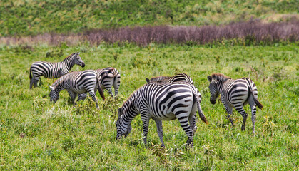 Zebras on the African plains