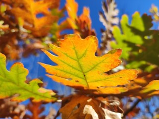 Autumn oak tree leaves