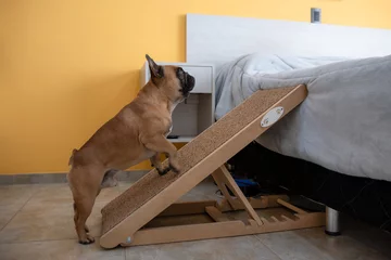 Papier Peint photo Lavable Bulldog français French bulldog climbing the ramp to the bed. Safe for back health in a small dog.