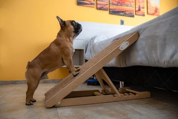 Foto auf Acrylglas Französische Bulldogge French bulldog climbing the ramp to the bed. Safe for back health in a small dog.