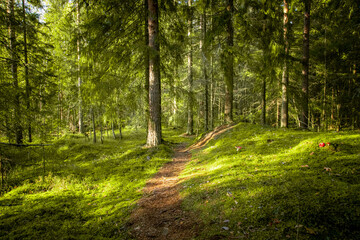 a green forest scenery with moss. path in the middle