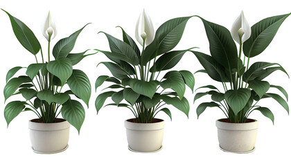 Peace lily, Spathiphyllum wallisii, Flowering plant for brightening up interiors, 3d render, transparent background, png cutout
