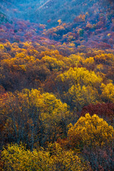 Fototapeta premium Autumn Leaves of Gold in Smoky Mountain National Park