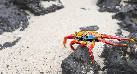 Close up photo of a Sally Lightfoot crab on a volcanic rock, selective focus, Galapagos Islands, Ecuador.