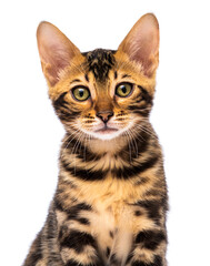 Fototapeta premium portrait of a tabby cat on a white background