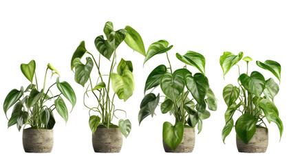 Philodendron scandens, Heartleaf philodendron for easy indoor gardening, 3d render, transparent background, png cutout - obrazy, fototapety, plakaty