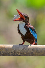 White throated kingfisher (Halcyon smyrnensis) with its prey
