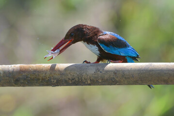 White throated kingfisher (Halcyon smyrnensis) with its prey
