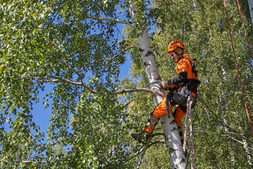 Tree Surgeon. Tree removal, Birch removal.