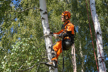 Tree Surgeon. Tree removal, Birch removal.