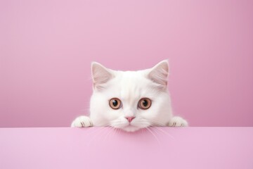 cute white kitty cat with head poking out from behind the table, pink background