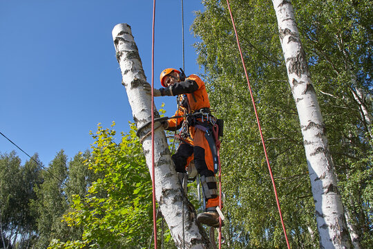 Tree Surgeon. Tree removal, Birch removal.