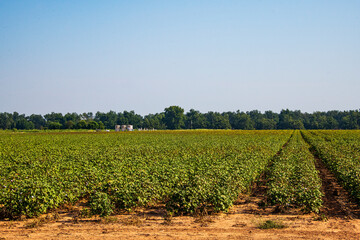 Fototapeta na wymiar Rows of Cotton Plants in North Louisiana