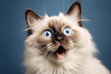 surprised looking ragdoll cat - Powered by Adobe