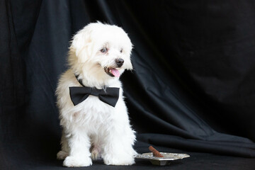 Maltese dog