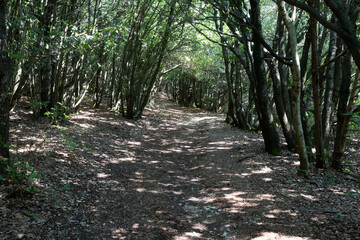 Fototapeta premium Path