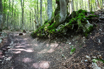 Fototapeta premium Path through the wood of Rio Arno