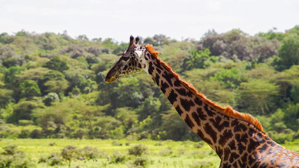 Giraffe in the savannah