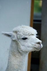 Obraz premium Alpaka