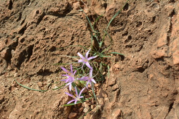 Lilac crocus flowers with yellow stamens hiding between rocks in the rocks on the Golan Heights