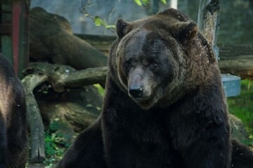 Braunbär