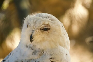 Schneeeule