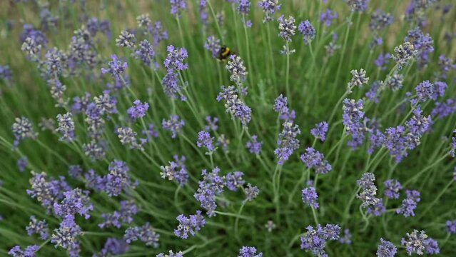 Lavender in the field. FLOWERING LAVENDER BUSHES IN A WARM SUMMER DAY. High quality footage