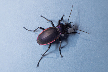 A large, black beetle with beautiful iridescence