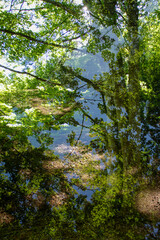 Obraz na płótnie Canvas Abstract forest overlay footage in one frame