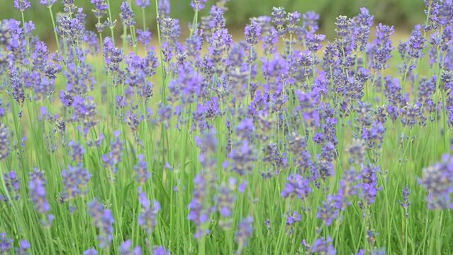 Lavender in the field. FLOWERING LAVENDER BUSHES IN A WARM SUMMER DAY. High quality footage