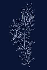 Hand drawn of wild herb. Silver plant drawing. Sketch style botanical vector illustration on dark blue