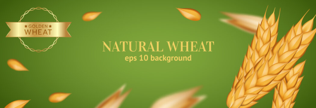 Wheat banner. Realistic Oat grain isolated on green background, bekary advertising. Ears of rye for decoration, flour packaging. Agricultural organic object. Vector realistic illustration