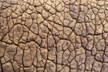 Cracked and wrinkled brown texture, spongy consistency, soft focus
