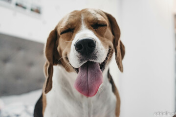 beagle dog portrait