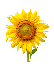 Fototapeta premium Beautiful sunflower in the field and blue sky.