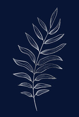 Hand drawn of wild herb. Silver plant drawing. Sketch style botanical vector illustration on dark blue