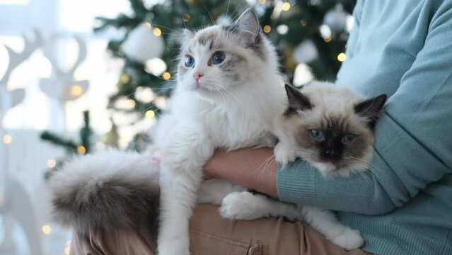 Two ragdoll cats lying on legs of girl owner in Christmas time in room with festive tree and lights on background. Young woman with feline pets in New Year holidays