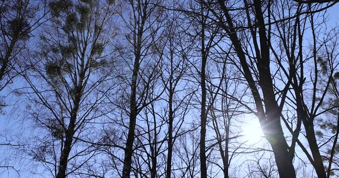 leafless trees in sunny weather in spring, tree branches without foliage in early spring