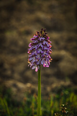 Orchis Purpurea al tramonto