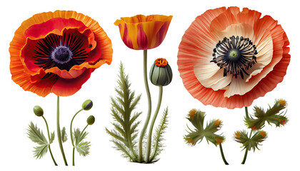 Poppy, Papaver, Delicate flower known for its vibrant colors, 3d render, transparent background, png cutout