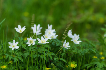 Wood anemone (Anemone nemorosa)