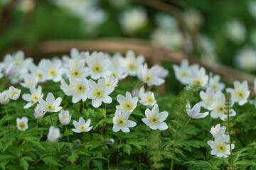Wood anemone (Anemone nemorosa)