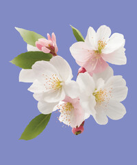 Cherry blossom  realistic illustration flower 3D design