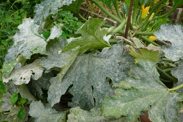 Fungal attack on zucchini leaves. Oidium on backyard garden plant