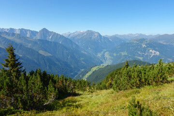 Fototapeta premium Blick ins Zillertal durch ein Latschenfeld